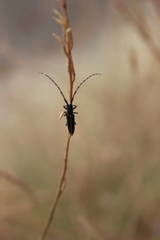 Agapanthia suturalis