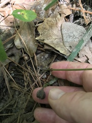 Endodeca serpentaria