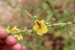 Adelphocoris vandalicus