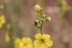 Adelphocoris vandalicus
