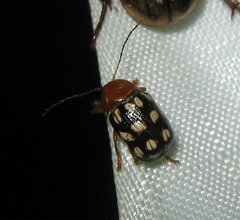 Cryptocephalus guttulatus