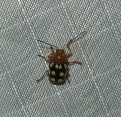 Cryptocephalus guttulatus