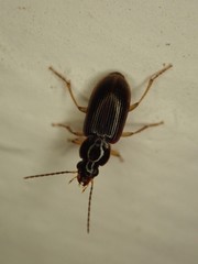 Stenolophus ochropezus
