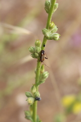 Adelphocoris vandalicus