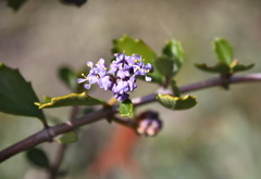 Ceanothus sonomensis