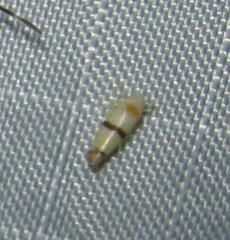Empoa