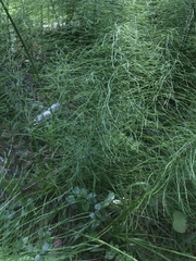 Equisetum pratense image