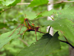 Barbitistes serricauda