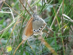 Coenonympha gardetta