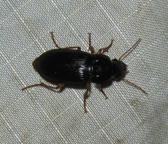 Harpalus pensylvanicus