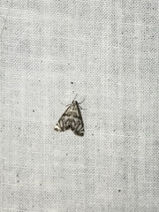 Neocataclysta magnificalis