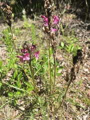 Pedicularis sudetica interior