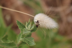 Adelphocoris vandalicus