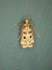 Martyringa latipennis