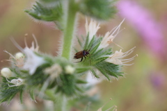 Adelphocoris vandalicus