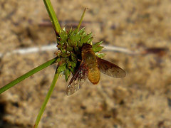 Chrysanthrax edititius