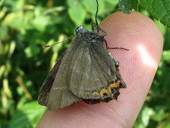 Satyrium w-album