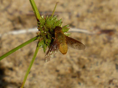 Chrysanthrax edititius