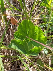 Heuchera richardsonii