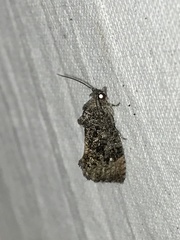 Gymnandrosoma punctidiscanum