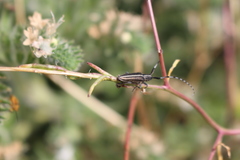 Agapanthia suturalis