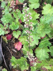 Heuchera maxima