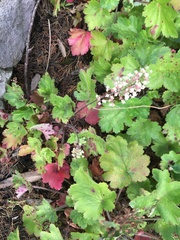 Heuchera maxima