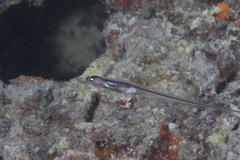 Encheliophis homei