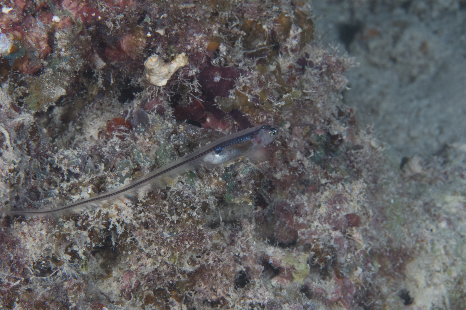Silver Pearlfish photo 4