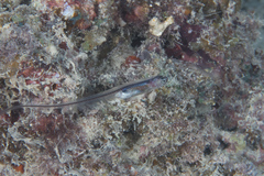 Encheliophis homei