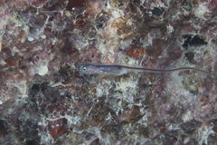 Encheliophis homei
