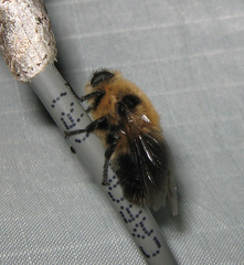 Cephenemyia phobifer