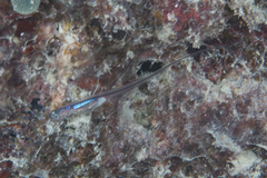 Encheliophis homei