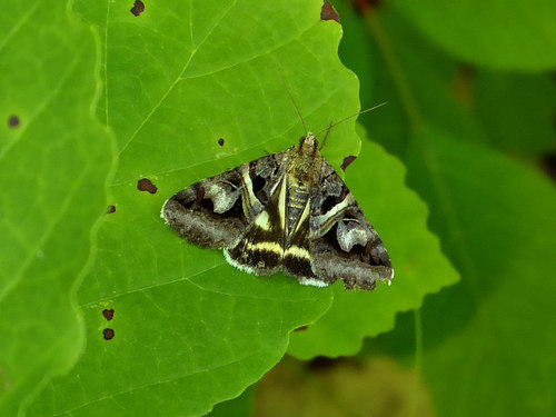 Figure-seven Moth photo 4