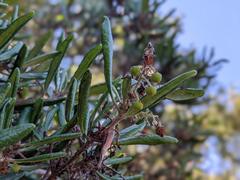 Comarostaphylis diversifolia diversifolia