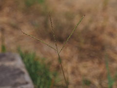 Digitaria longiflora