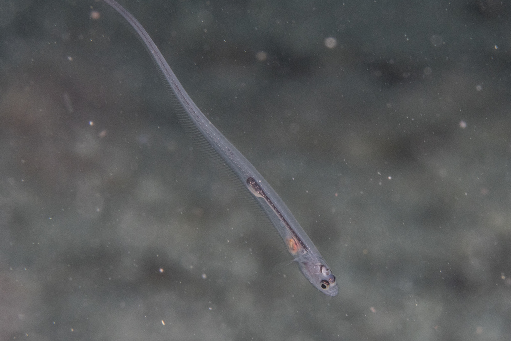 Fowler's Pearlfish