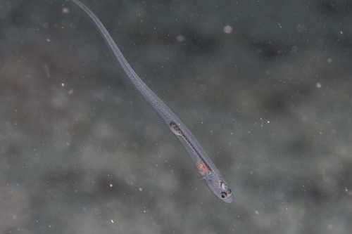 Bivalve pearlfish (Onuxodon fowleri) — Carapidae — 4