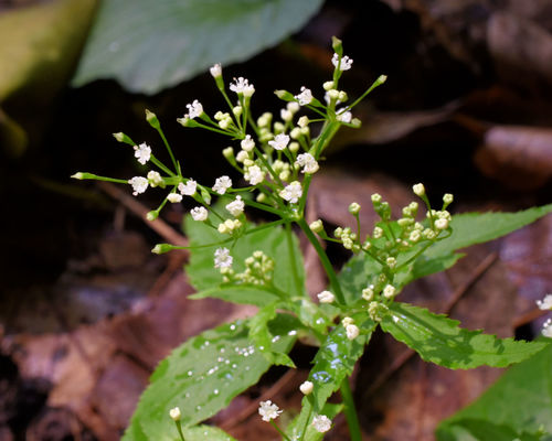 Cryptotaenia canadensis