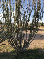 Fouquieria splendens