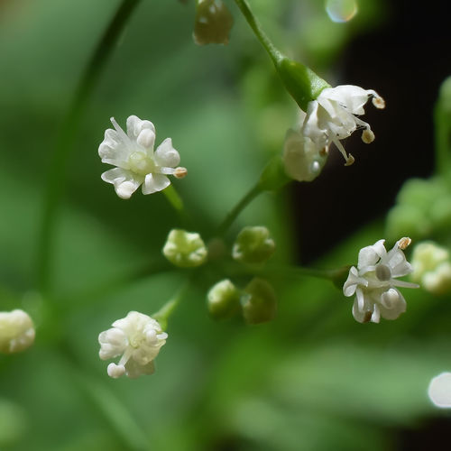 Cryptotaenia canadensis