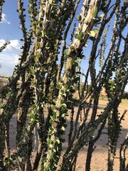 Fouquieria splendens