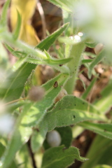 Cochlicella