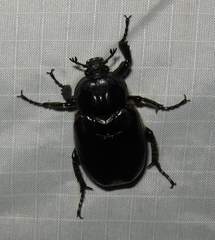 Osmoderma eremicola