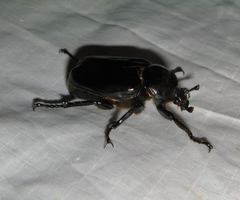 Osmoderma eremicola