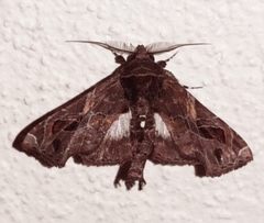 Eutelia auratrix
