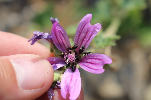 Divales quadrimaculatus