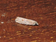 Bactra