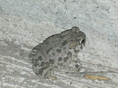 Anaxyrus compactilis