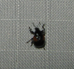 Synolabus bipustulatus
